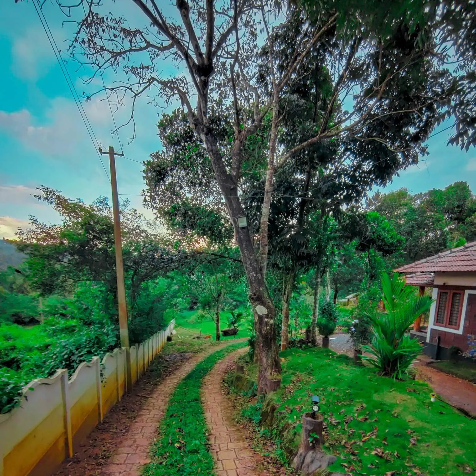 A large tree beside the track running past the property