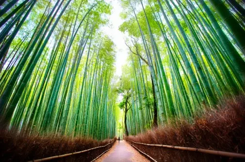 A path running between dense stands of tall green bamboo arching overhead