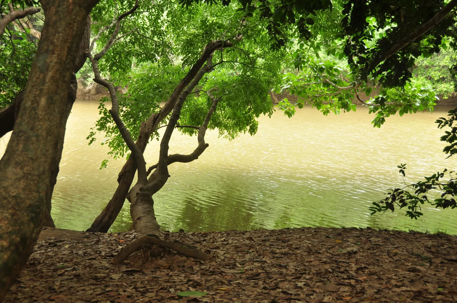 Trees leaning over the shallow green water of the river around Kuruva Island