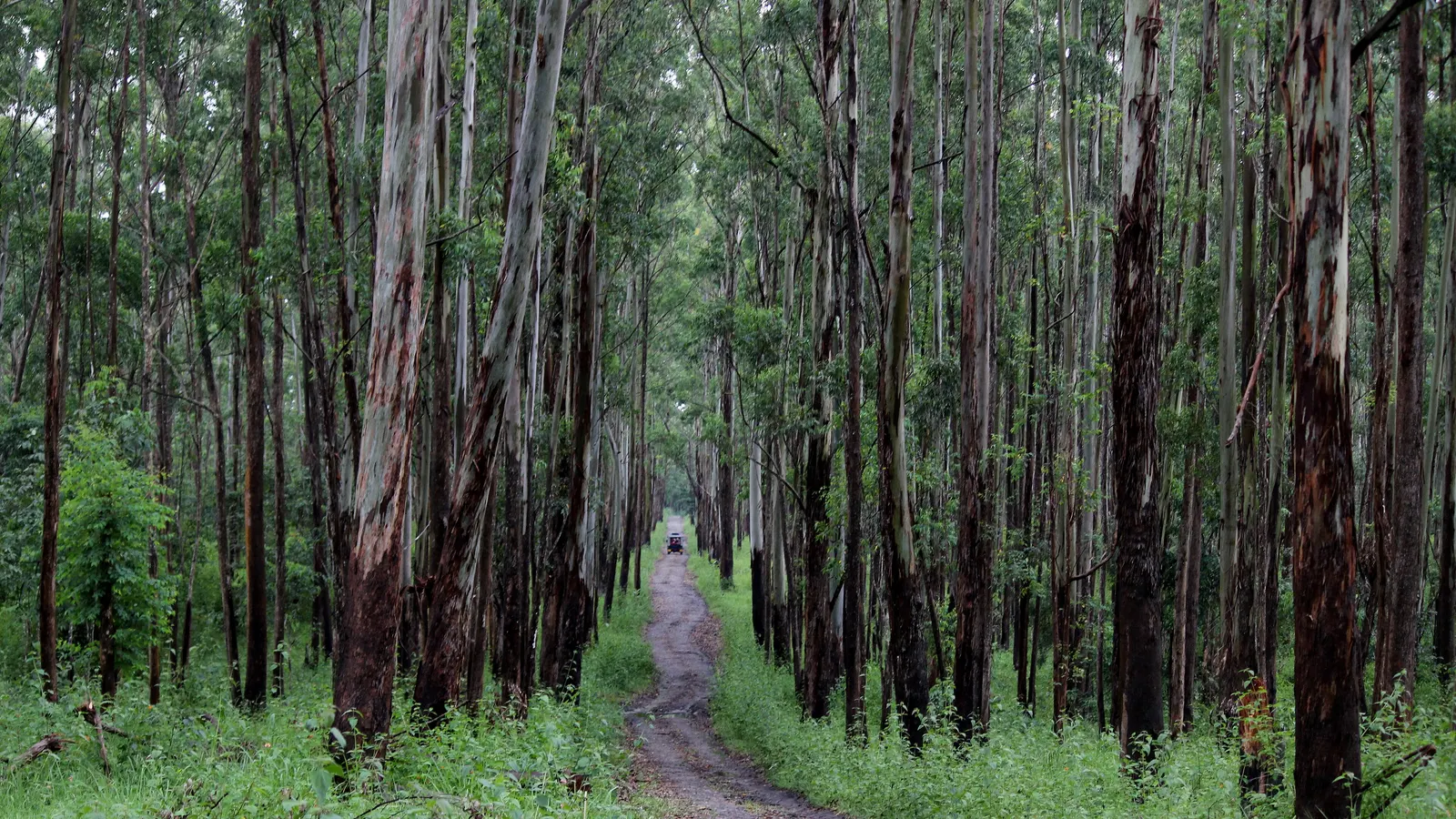 A track running between tall straight trees in the Muthanga range of the Wayanad Wildlife Sanctuary